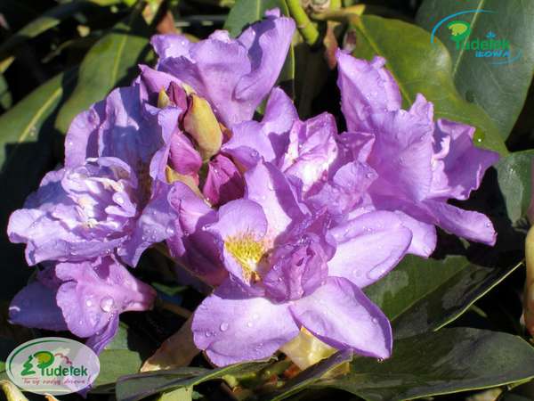 Rhododendron Fastuosum Flore Pleno